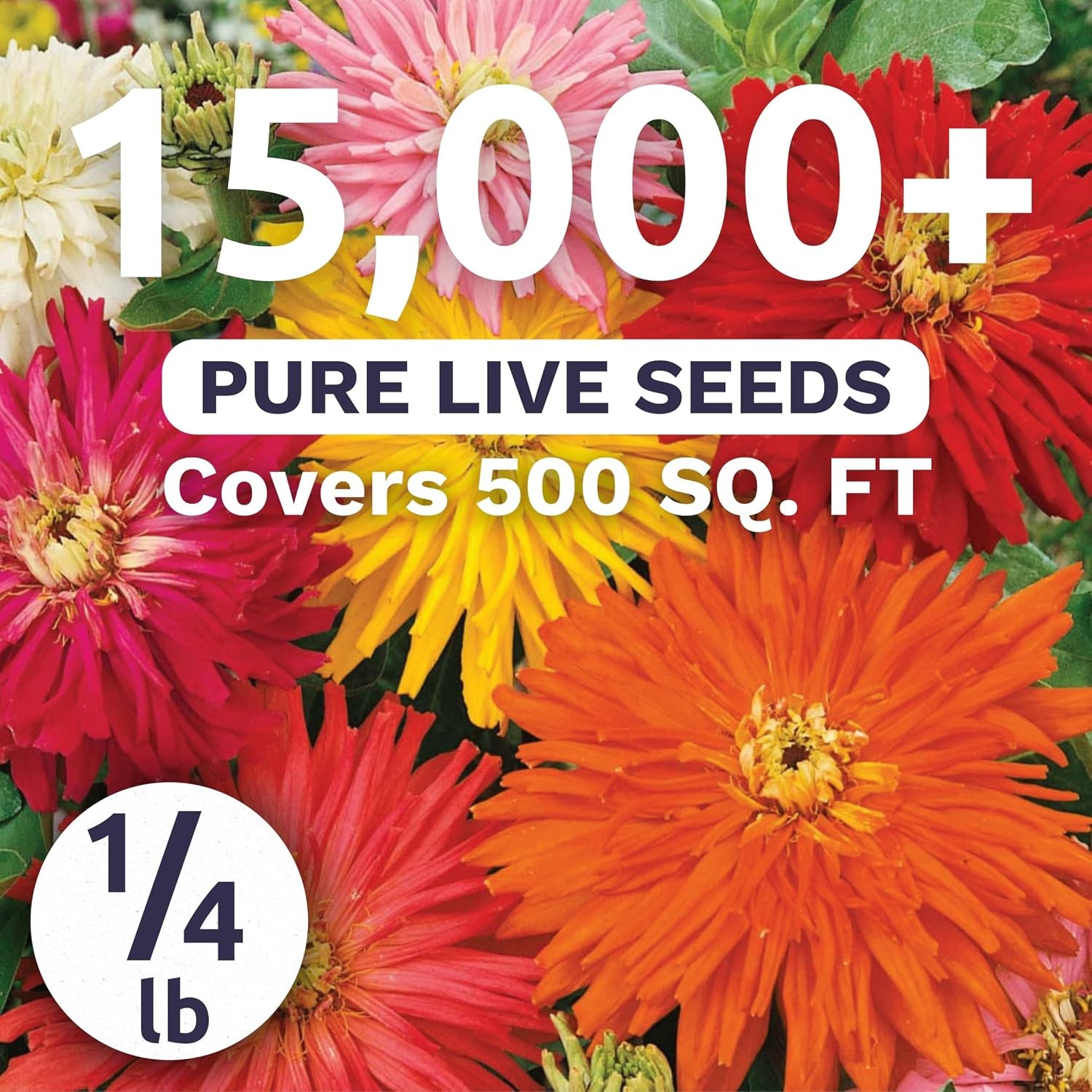 Zinnia Super Cactus Mix – Bulk 1/4 Pound Pouch – 15000 Flower Seeds for Planting
