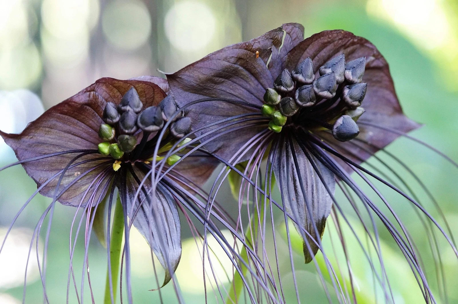 CATS WHISKERS Devil Flower ~ BLACK BAT SEEDS Tacca Chantrieri RARE