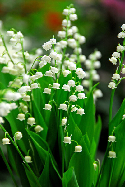 3 MINI (4-6″) Old Fashion Lily Of The Valley Convallaria majalis~Woodland Garden