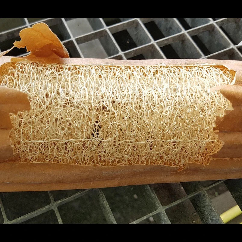75pcs Super Long Luffa Gourd Seeds – Non-GMO, Loofah Sponge Gourd Seeds
