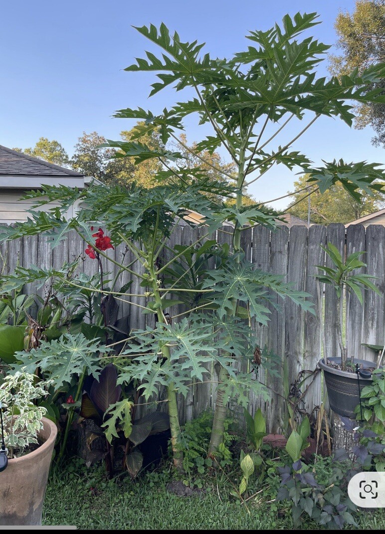Red Papaya (1) Live Plant~Organic