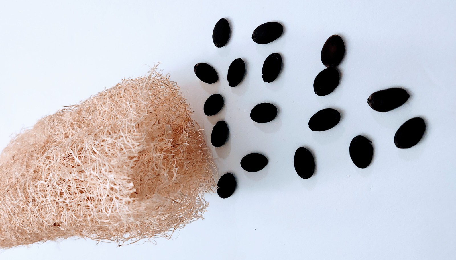 20+ LOOFAH SEEDS SPONGE LUFFA VEGETABLE SPRING HEIRLOOM VINE GOURD LOOFA NON-GMO