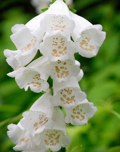 Foxglove Foxy White seeds 50 fresh 2024 crop