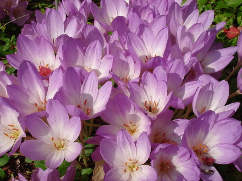 10 AUTUMN CROCUS Colchicum Autumnale Meadow Saffron Flower Seeds *Comb S/H