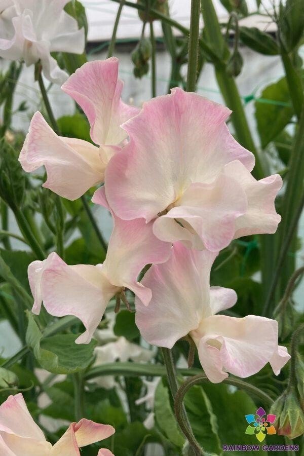 50+ Mollie Rilstone Sweet Pea Seeds for Garden Planting – USA – FREE SHIPPING!