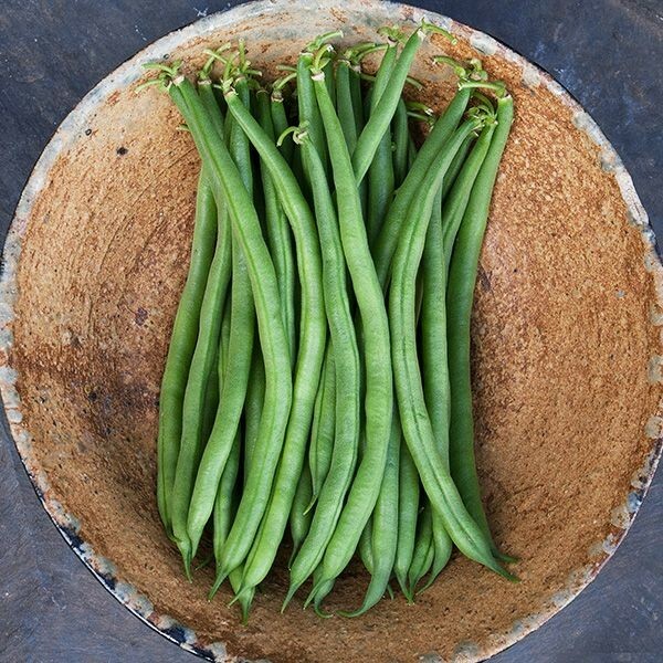 Beans, Jade Bush Beans, 1/2 Pound Non-Gmo, Heirloom, Organic, Amish Seeds.