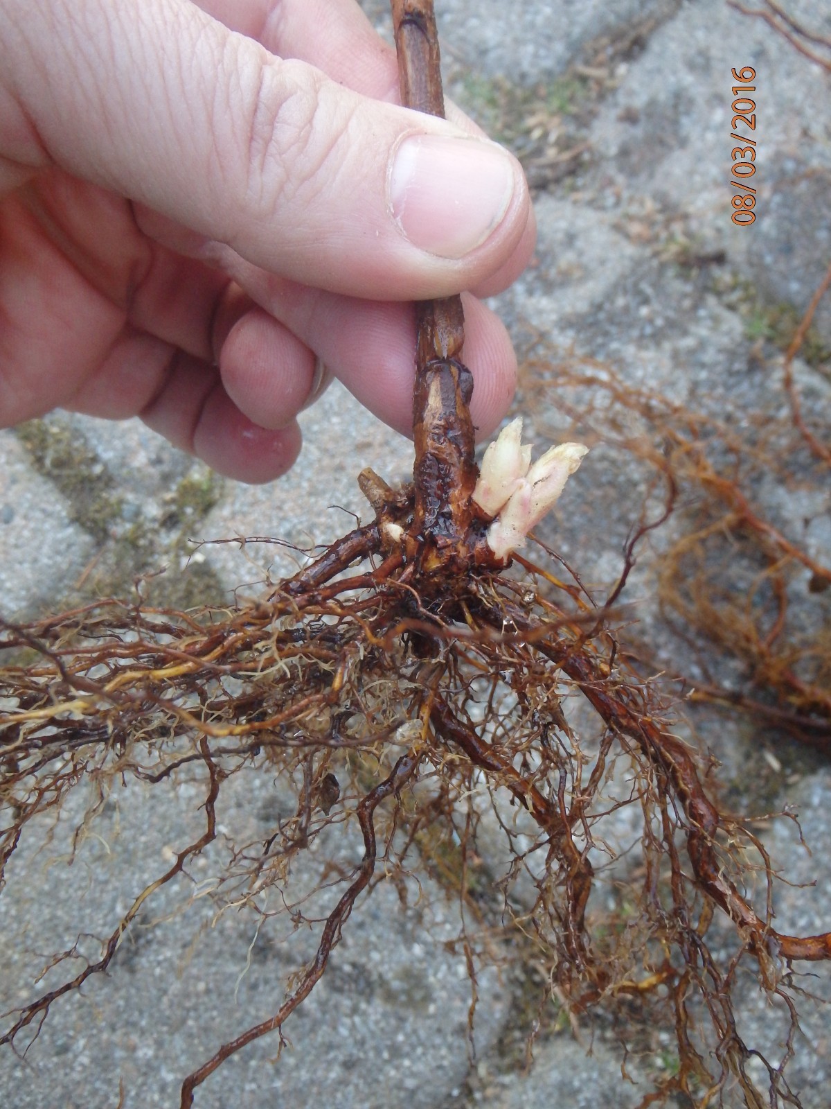 Wineberry ! Rubus phoenicolasius. Live plants, roots wrapped in wet, no leaves