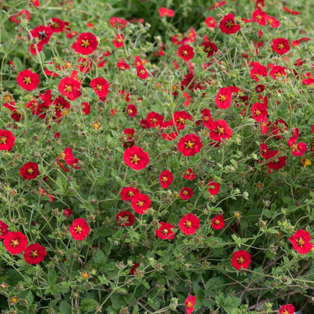 SCARLET CINQUEFOIL Perennial Pollinators Bees Hummingbirds RED Flower 1000 Seeds