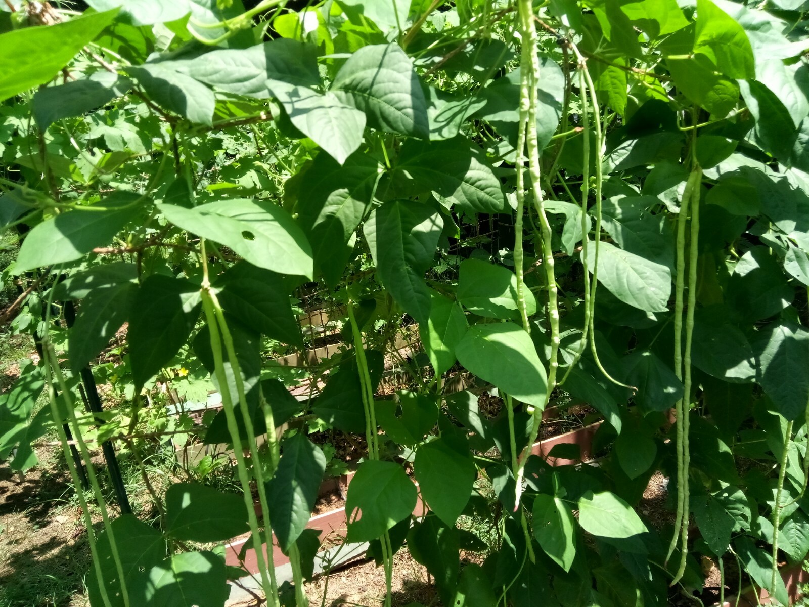 15 Organic Asian Long Bean Seeds (Early,Pale green,Skinny,Very long Variety)