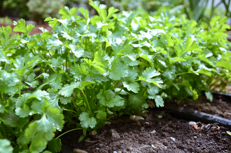 Organic Cilantro Seeds |Coriander Seeds| Leisure Splits |Ngò Rí , 2024 Season