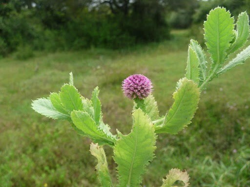 Sphaeranthus indicus | Munditika | Mundi | Shravana | Bhikshu | 50_Seeds