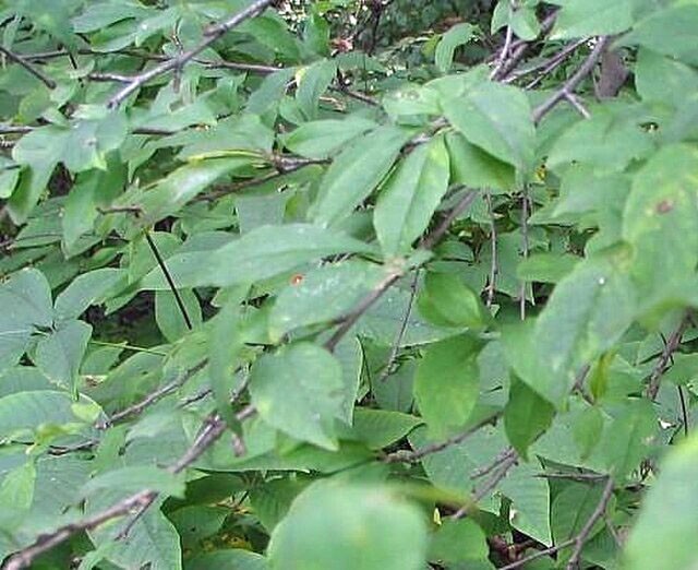 Ilex decidua | Deciduous Holly | 20 Seeds