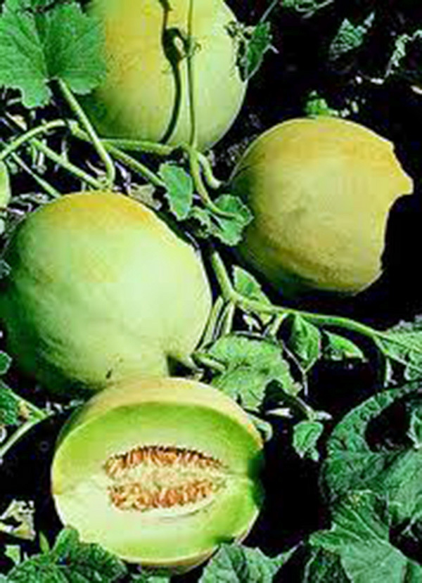 HONEY DEW MELLON , HONEY DEW GREEN SWEET, HEIRLOOM 25+ SEEDS,DELICIOUS