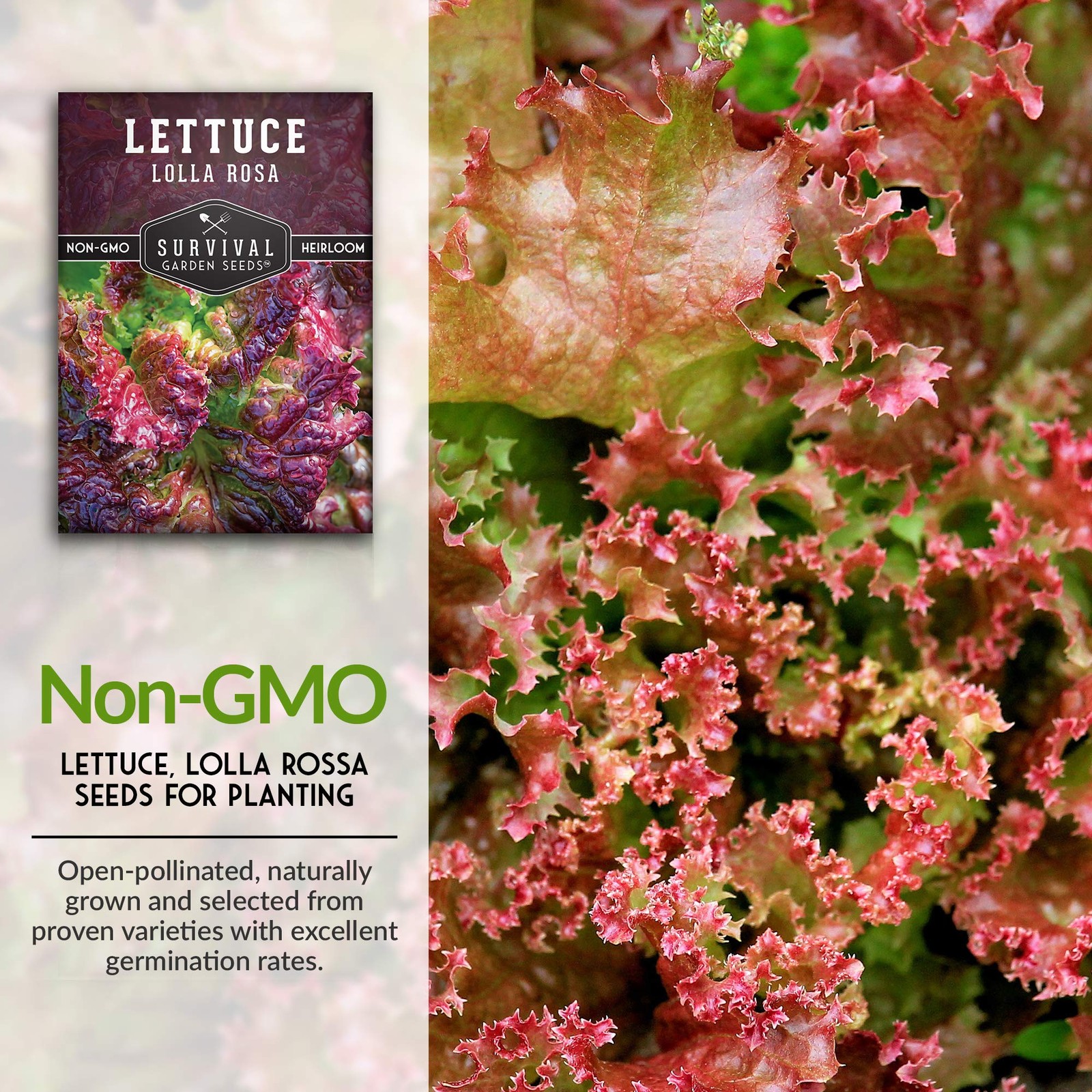 Lolla Rossa Lettuce Seeds – Heirloom Red Leaf, Cut-and-Come-Again – Ideal