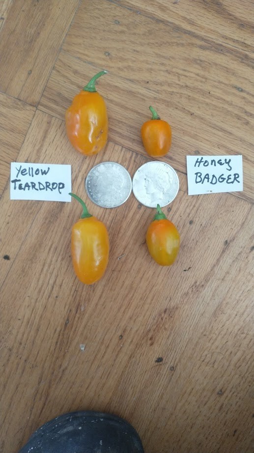 Honey Badger Manzano Chile pepper seeds (FREE SHIPPING to USA) (24)