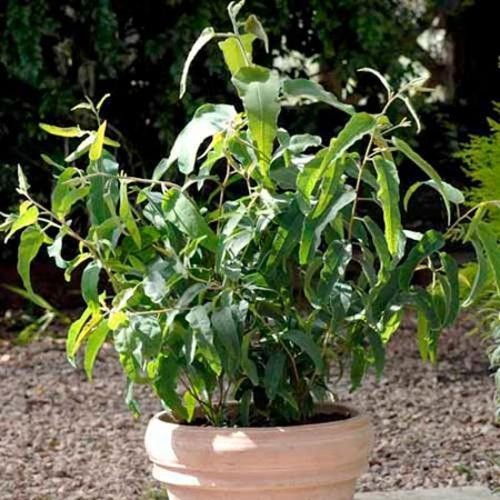25 Seeds Drought Tolerant Eucalyptus Citriodora Lemon Bush Garden Plant Seed