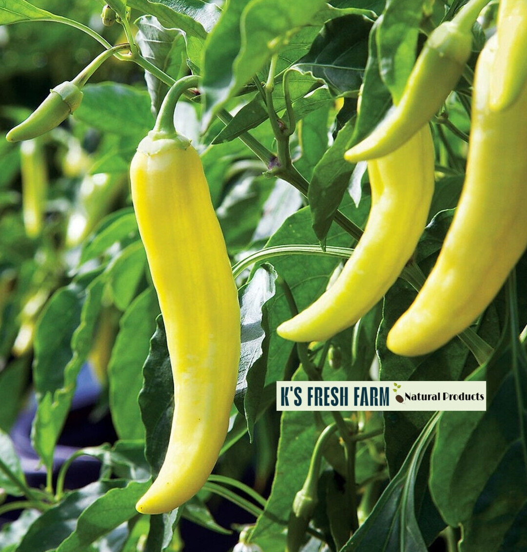 Cayenne Long Thin Red/ Goat Horn Pepper Seeds- hạt giống Ớt Chỉ Địa/ Ớt Sừng