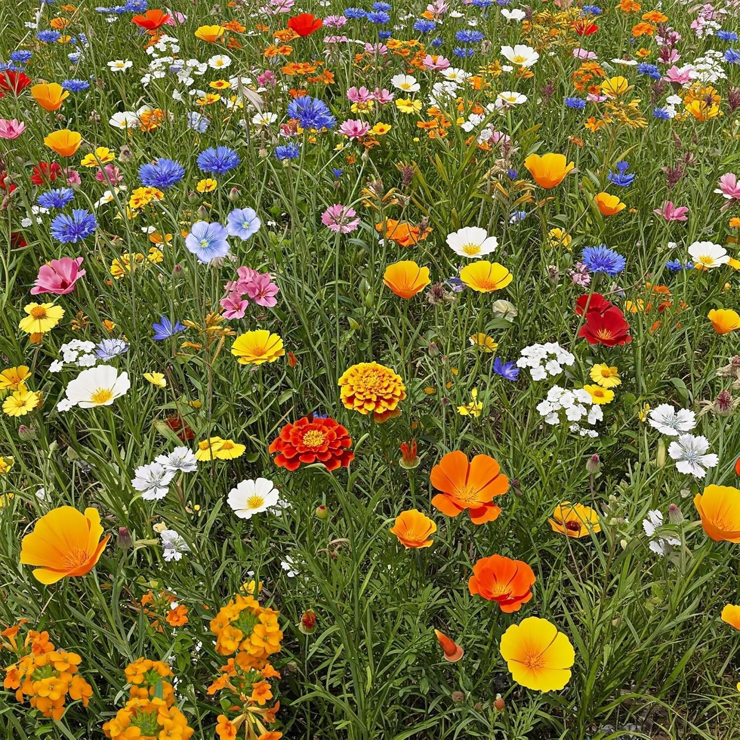 Dwarf Rainbow Colors Mix Bulk Wildflower Seeds, 1Lb