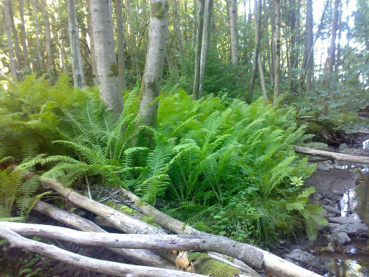 1 Ostrich Fern ~Wild Native~WOODLAND GARDEN ~Dormant Bare Root Crown