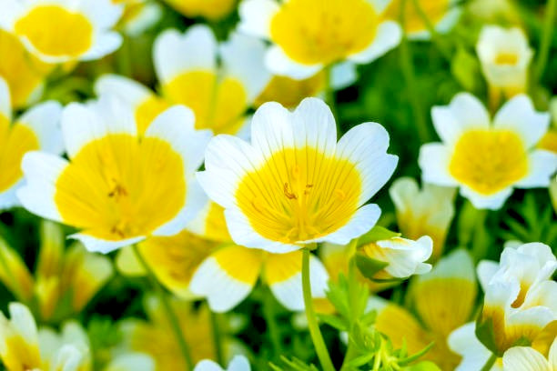 50 POACHED EGG PLANT SEEDS | SALE FREE SHIPPING NON GMO
