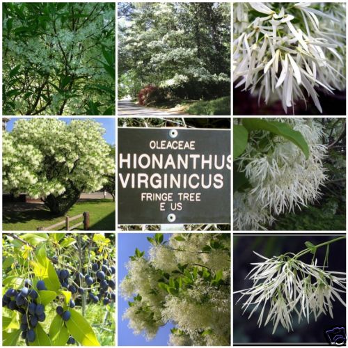 White Fringe Tree, Chionanthus virginicus, Seeds (Showy, Fall Color)