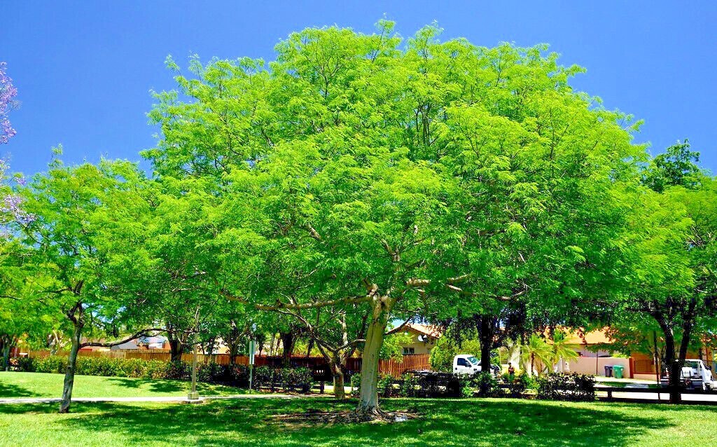 100 Tamarind Tree Seeds Tamarindus indica Tropical Fruit Flower Plant, Bonsai