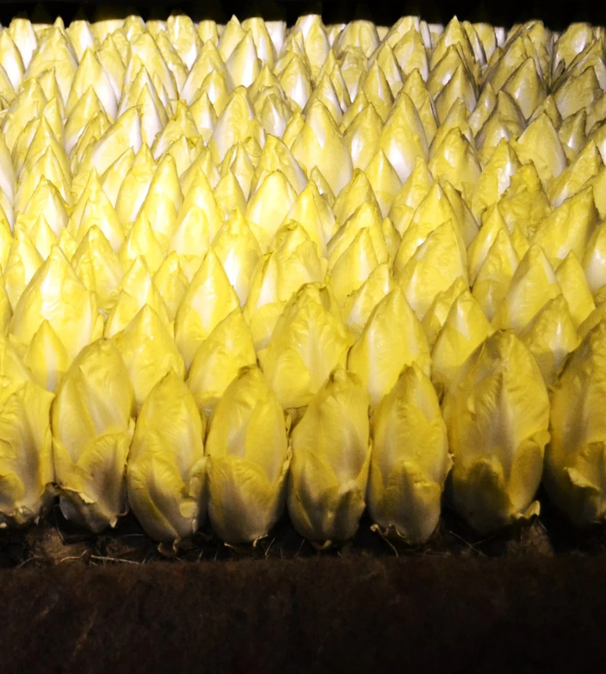 Belgian Endive Seeds, Witloof Chicory | Witlof Chicon Perennial Garden Seed 2024