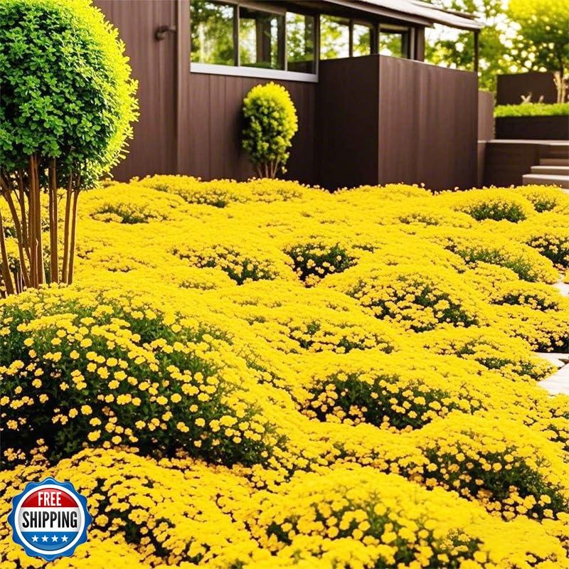 20000+ Bright Yellow Creeping Thyme Seeds Ground Cover-Low Maintenance Perenn
