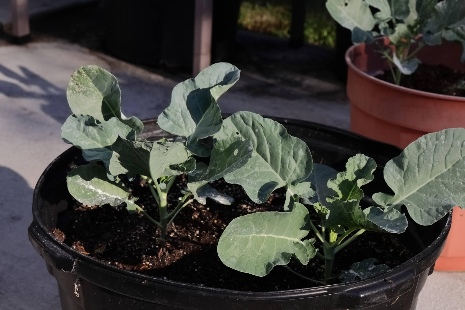 Waltham 29 Broccoli Seeds Non-GMO Heirloom, Tracking Included, Backyard