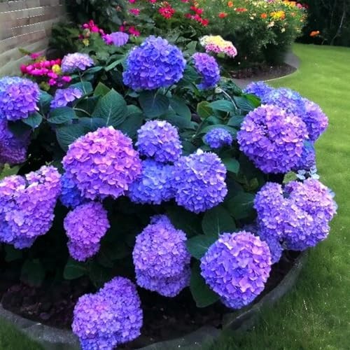 35 Mixed Color Hydrangea Seeds – Blue, Pink & Purple Blooming Flower Seeds for