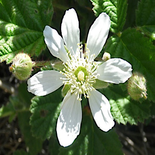 20 CALIFORNIA PACIFIC TRAILING BLACKBERRY SEEDS Rubus Ursinus Hardy Fruit Vine