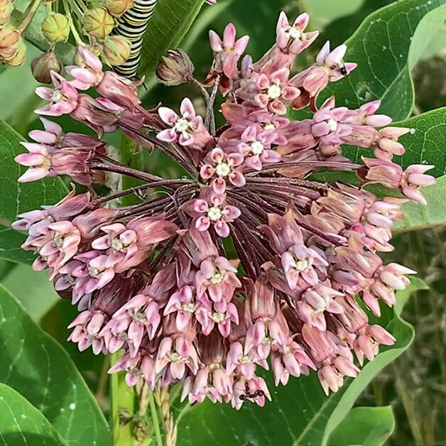 Common Milkweed Seeds 30+ Asclepias Native Wildflower PERRENIAL USA FREE S&H
