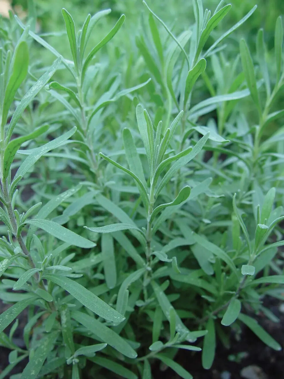 Burpee Tarragon Russian Herb Seeds Full Sun Aromatic Outdoors Seed Packet