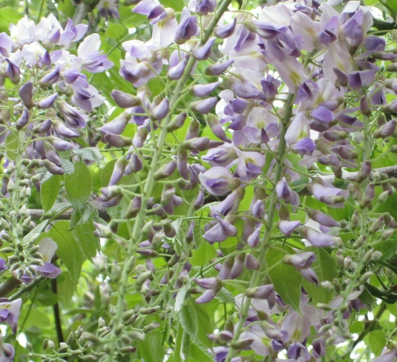 American Purple Wisteria frutescens Perennial vine, fragrant flowers 8 seeds