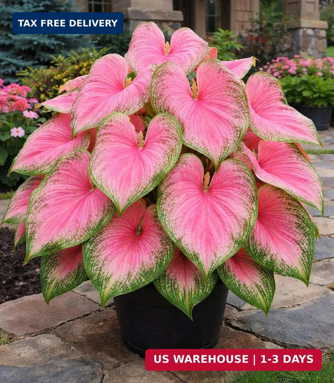 Pink Princess Caladium Bulbs for Planting – Vibrant Pink & Green Spotted Leaves,
