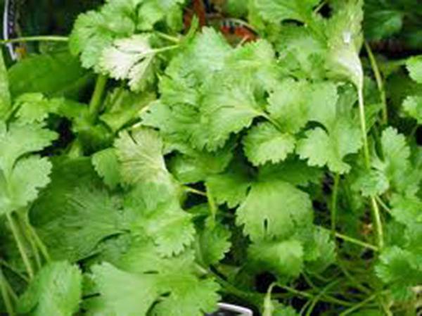CILANTRO SEED, SLOW BOLT, HEIRLOOM, 100 SEEDS, NON GMO, GREAT HERB/SPICE