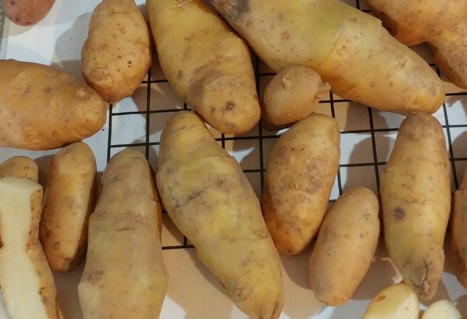 Yukon Gold TPS True Potato Seed 40 Organic Seeds Yellow Mix From Berries USA