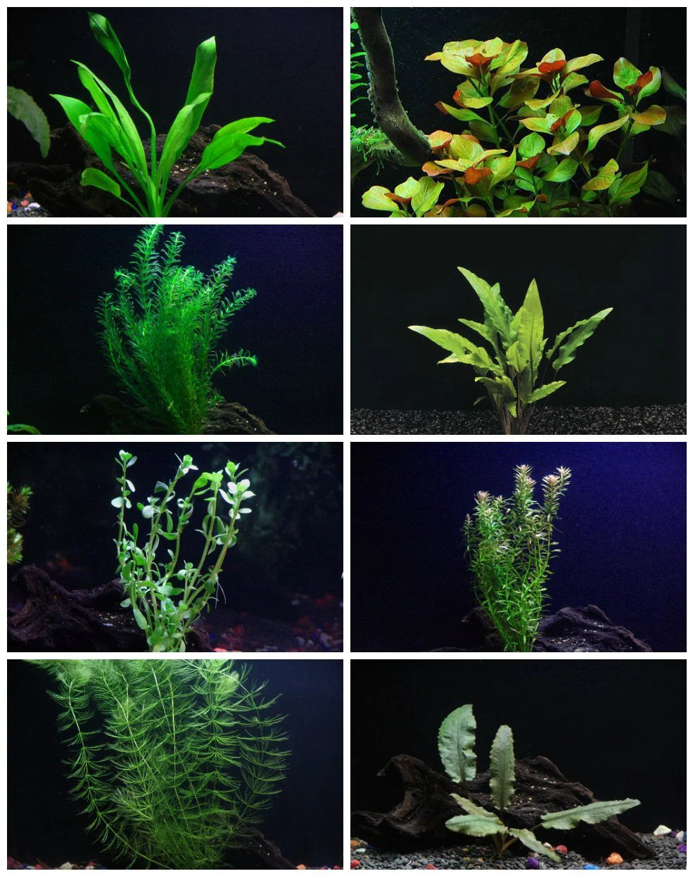 8 Species Aquarium Plants Bundle – Anacharis, Hornwort, Amazon Sword,