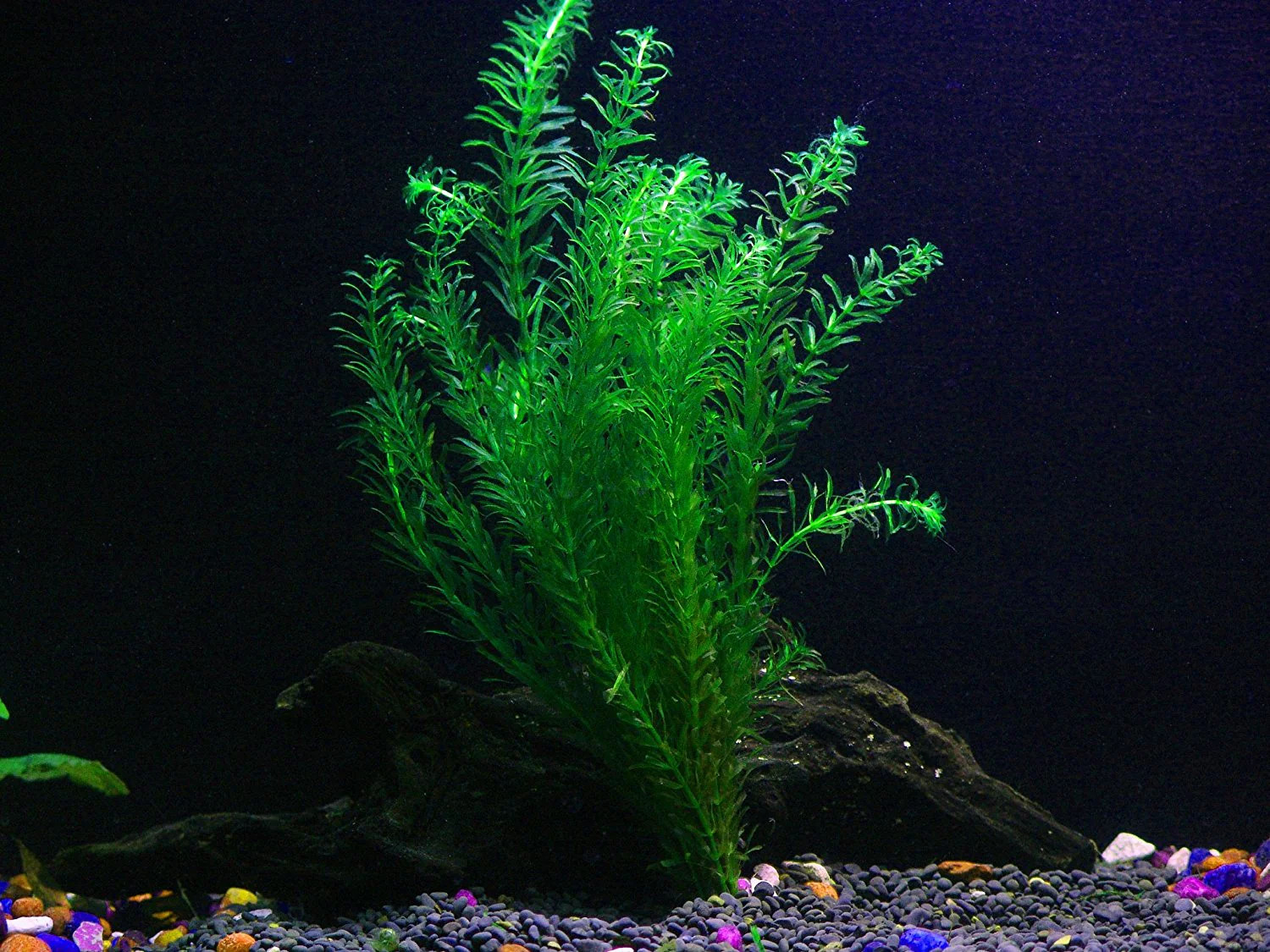 8 Species Aquarium Plants Bundle – Anacharis, Hornwort, Amazon Sword,