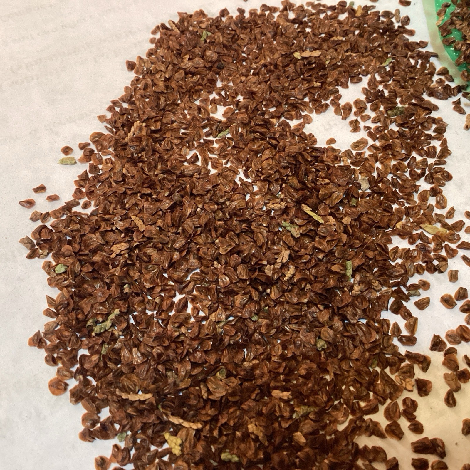 Arizona Cypress Tree Seeds ((Cupressus Arizonica)