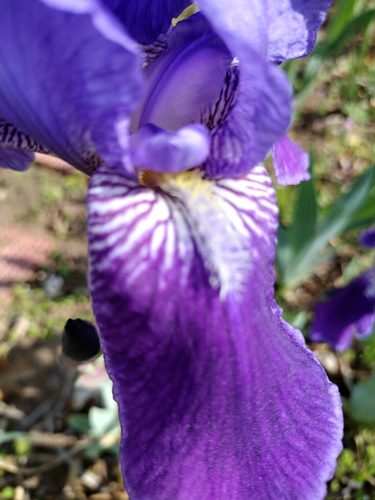 20x MIXED VARIETIES/COLORS BEARDED IRIS BULBS RHIZOMES