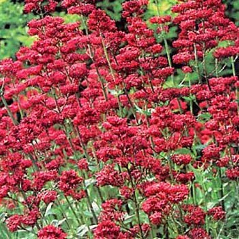 Jupiters Beard Red – 50 seeds – Keys Of Heaven – Perennial -Centranthus Ruber