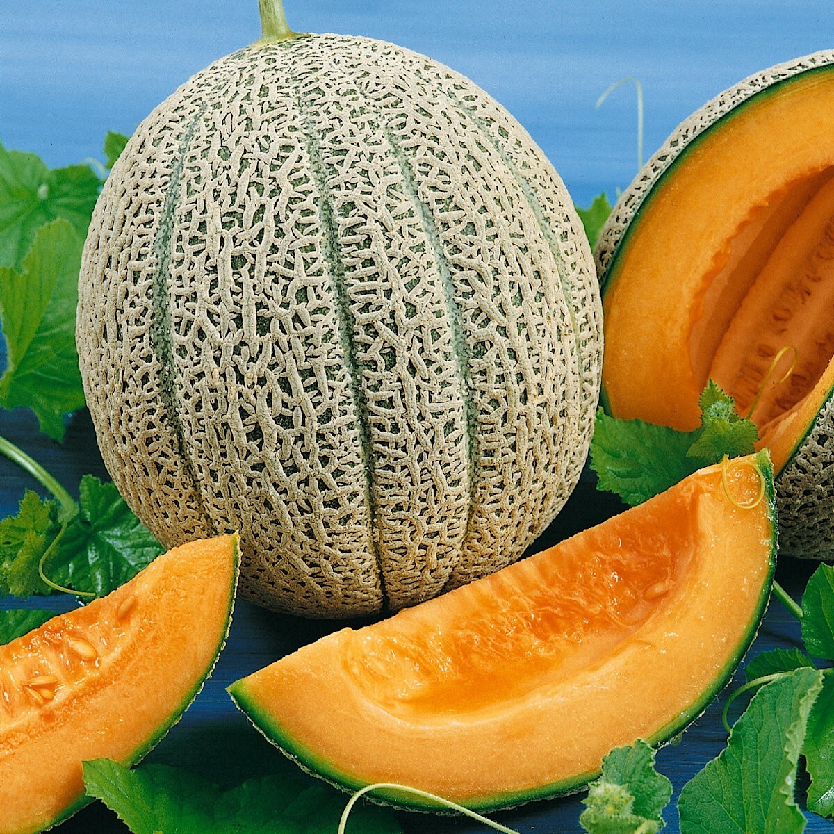 1/4 Lb Hales Best Jumbo Melon Seeds – Everwilde Farms Mylar Seed Packet