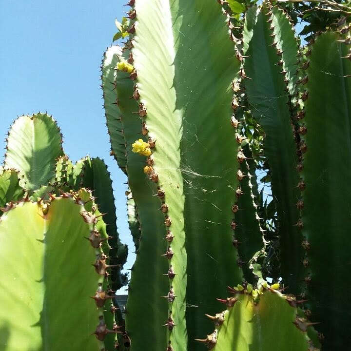 Live Succulent Cuttings – Euphorbia Ingens Candelabra Tree (6 inches)
