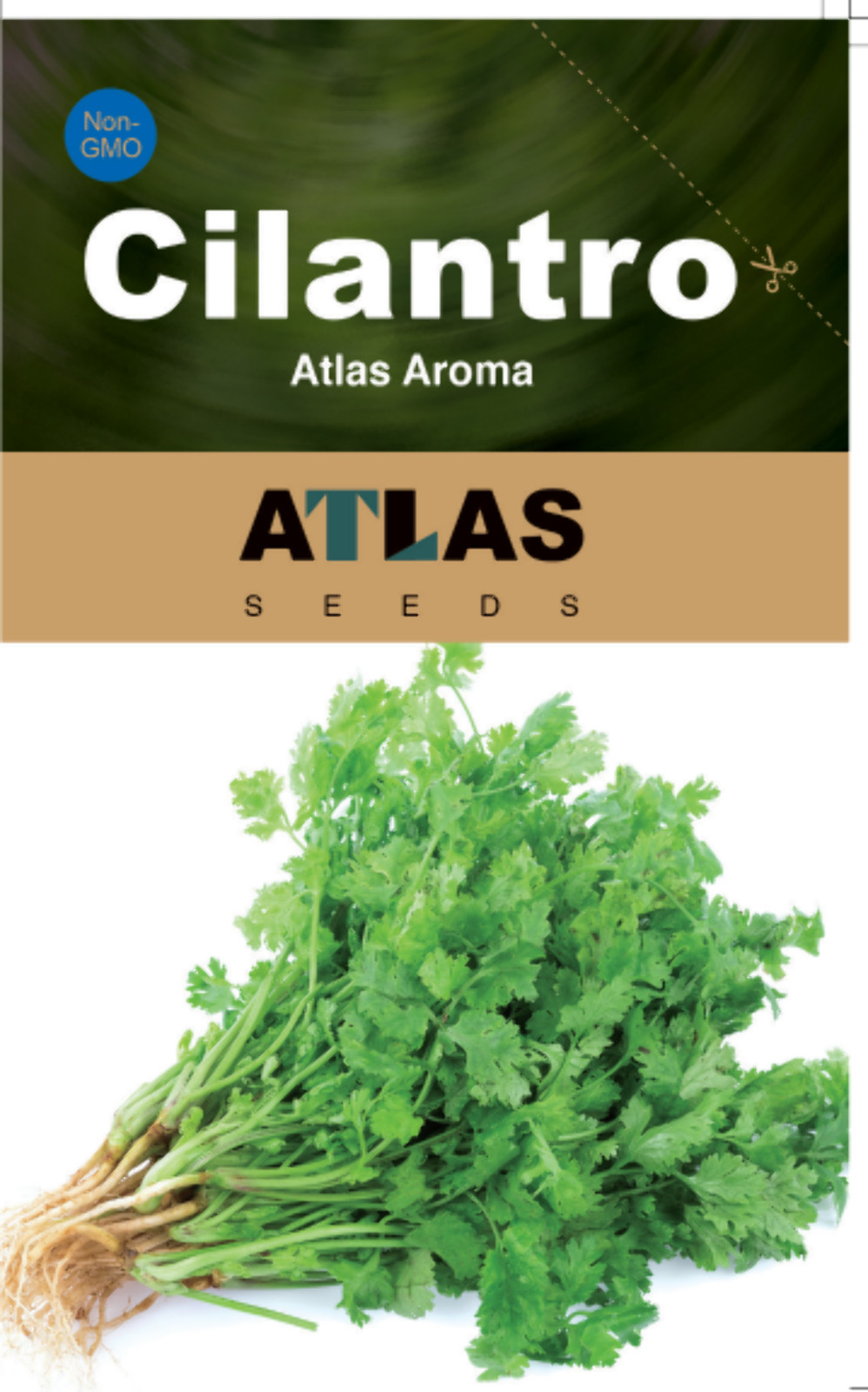 Cilantro Coriander Seeds Non-GMO Fresh Herb Easy Grow