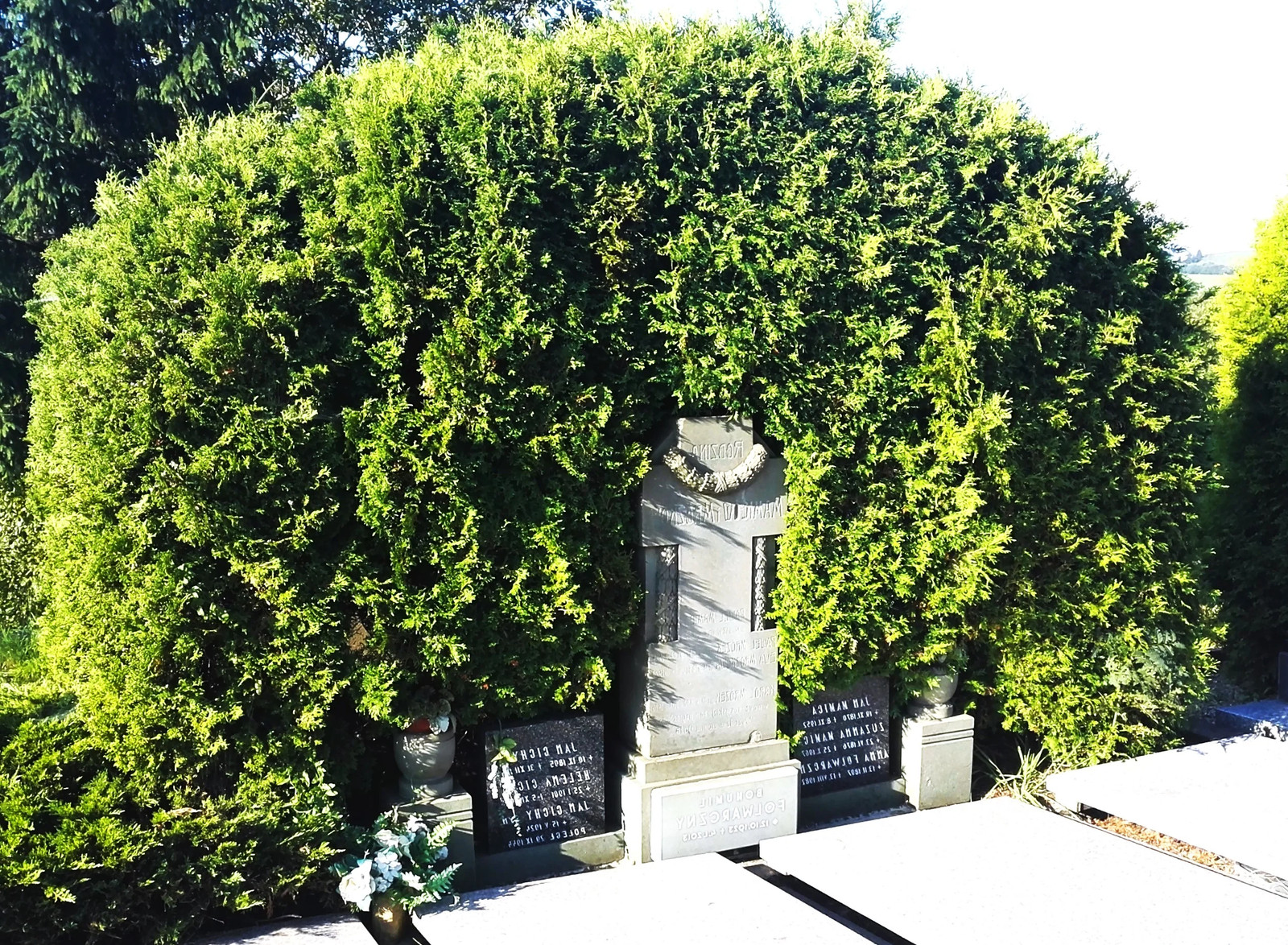 American Arborvitae (White Cedar) Seeds – For 2026 Planting Thuja Occidentalis