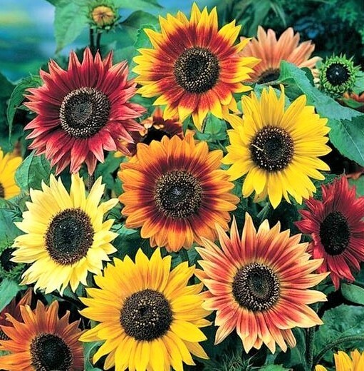 Rainbow Sunflower Blend Seeds 10+