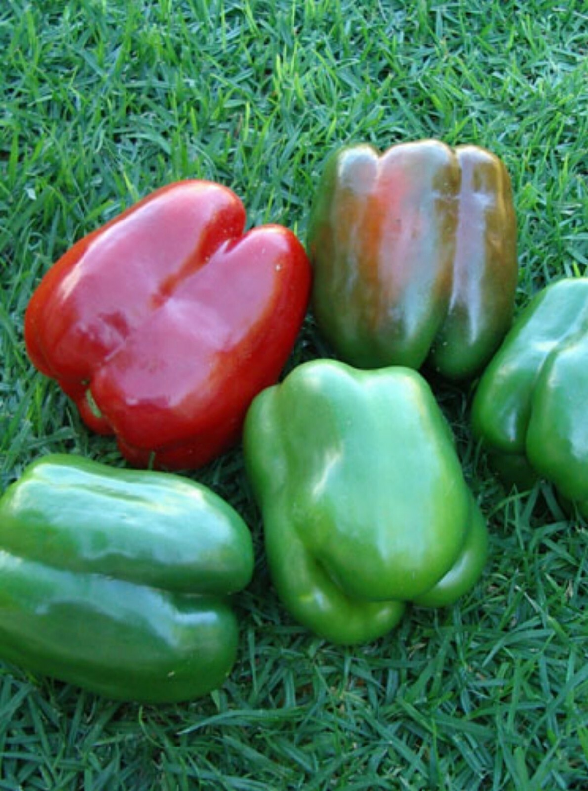 California Wonder Pepper Seeds- Heirloom 75+ 2021 Seeds $1.69 Max Shipping