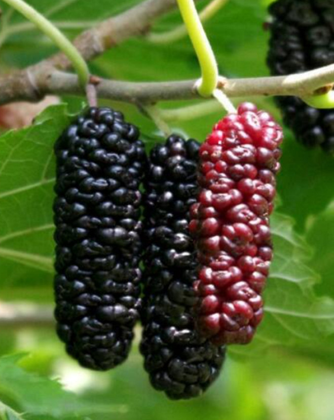 RARE GIANT MULBERRY Fruit plant Tree 20 SEEDS -Combined Shipping (USA seller)