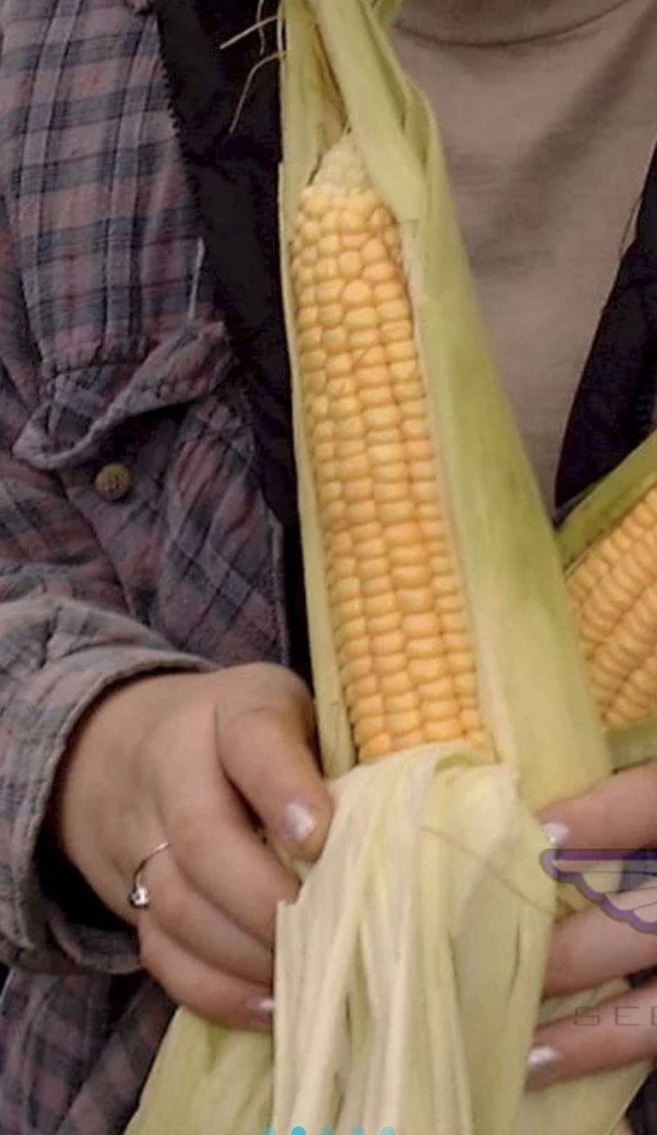 Yellow Dent Corn Seeds for planting fodder sprouting feed storage Reid’s NON-GMO